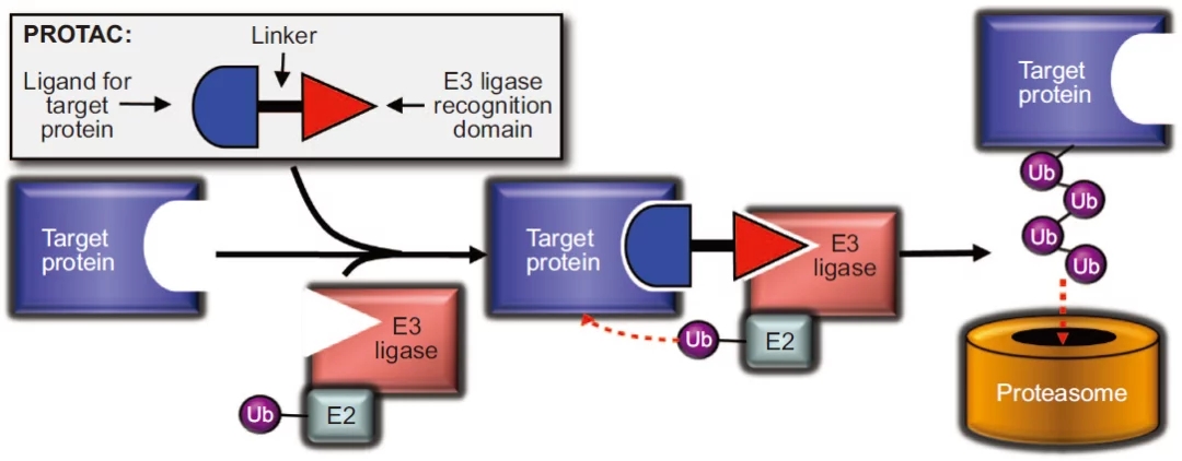 蛋白降解靶向嵌合体(PROTAC)